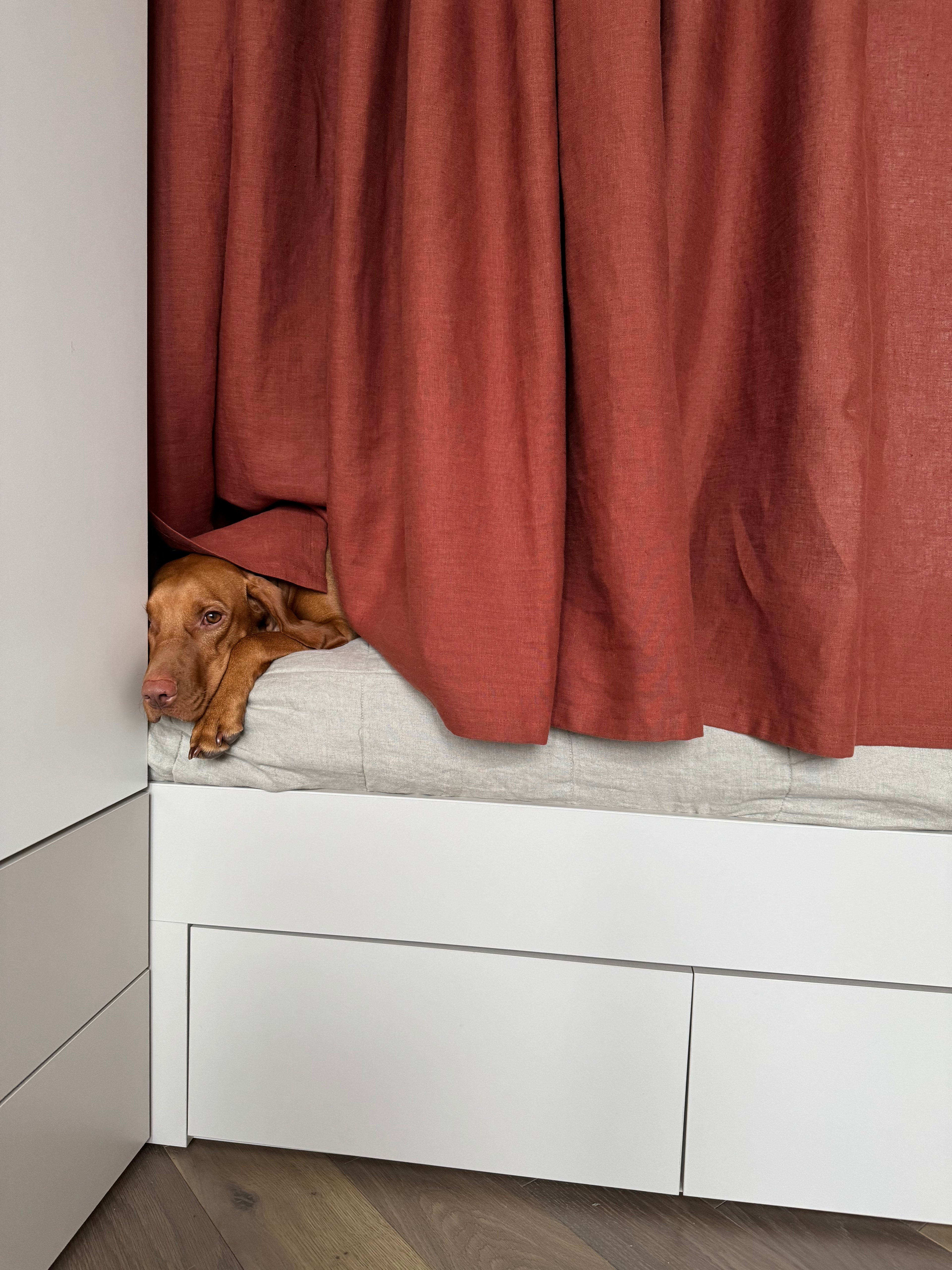 Dog peeking out from behind a red curtain in a room with white walls and wooden floor.