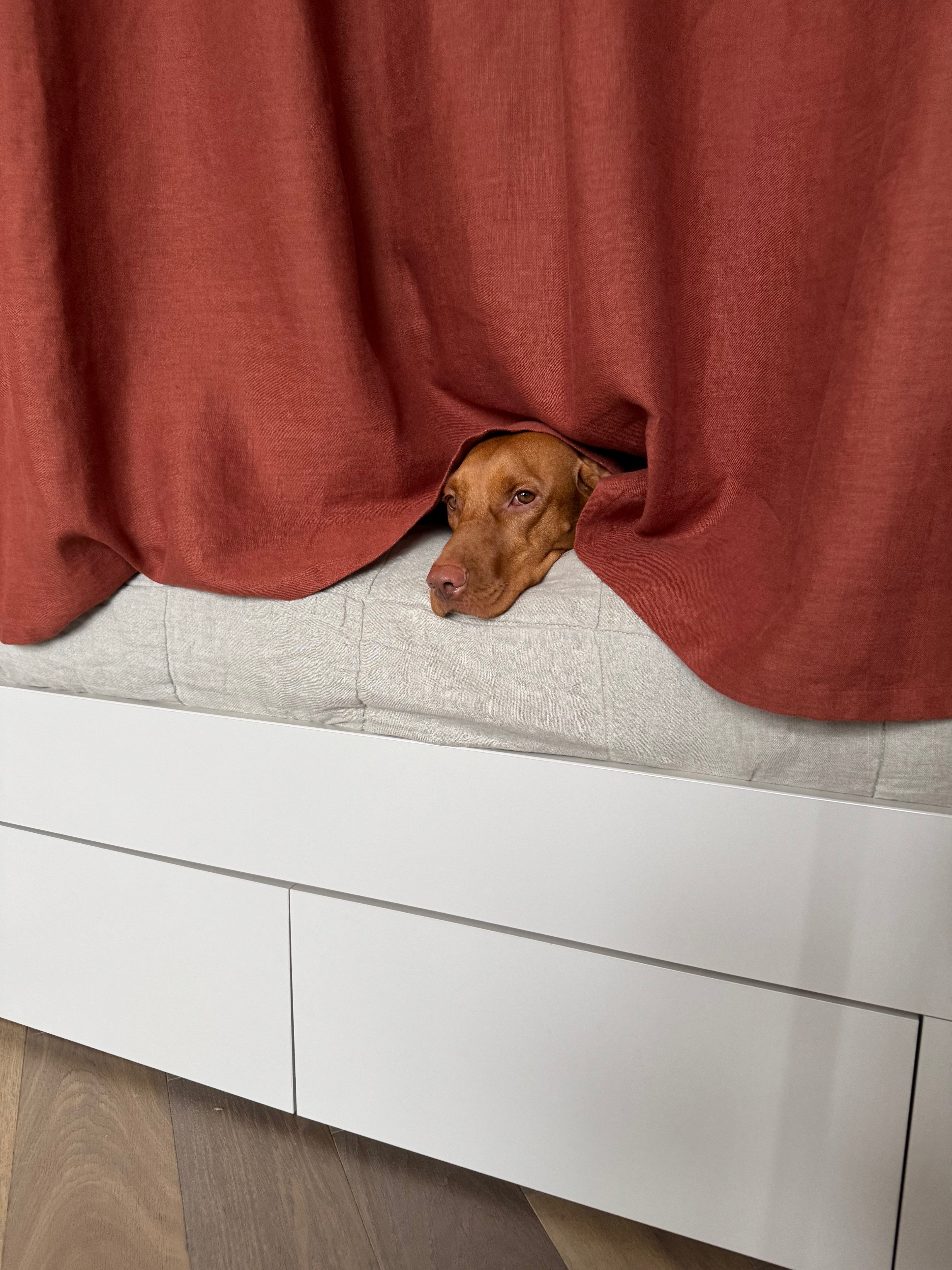 Dog peeking out from behind a red curtain on a white bed