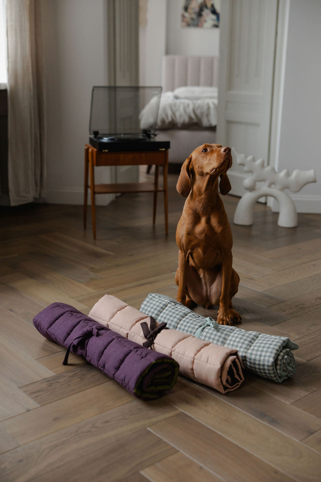 Dog sitting on a wooden floor with rolled-up dog beds in various colors.