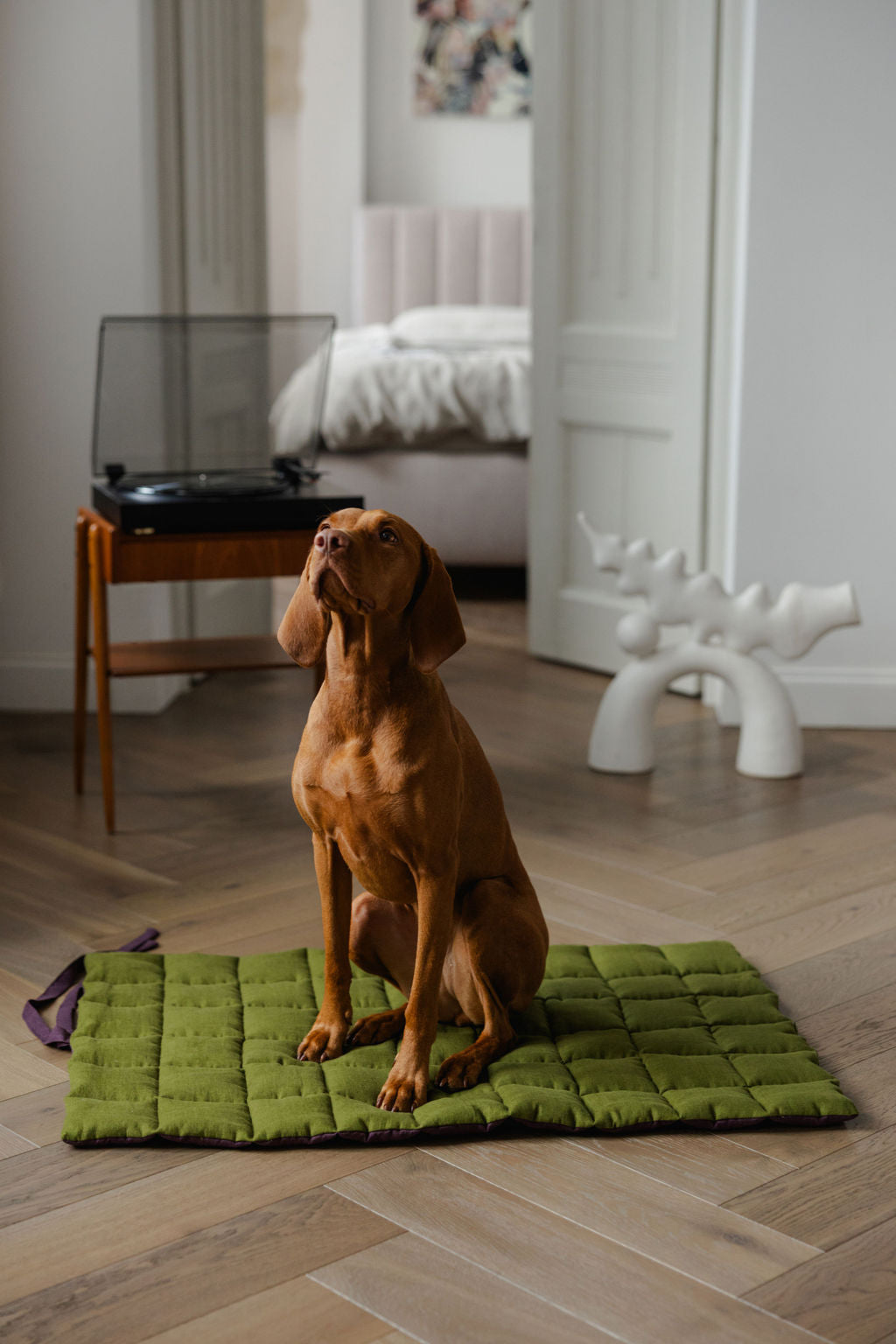 Dog sitting on a green mat in a room with a bed and a side table.