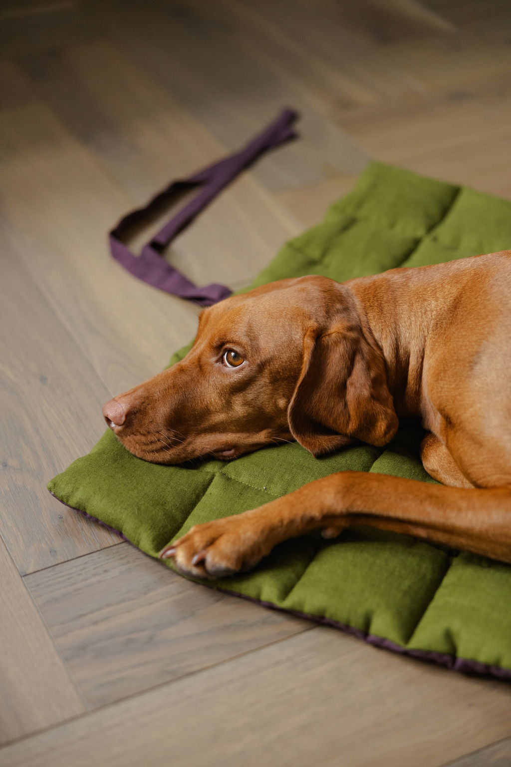 Dog lying on a green mat with a purple leash on a wooden floor