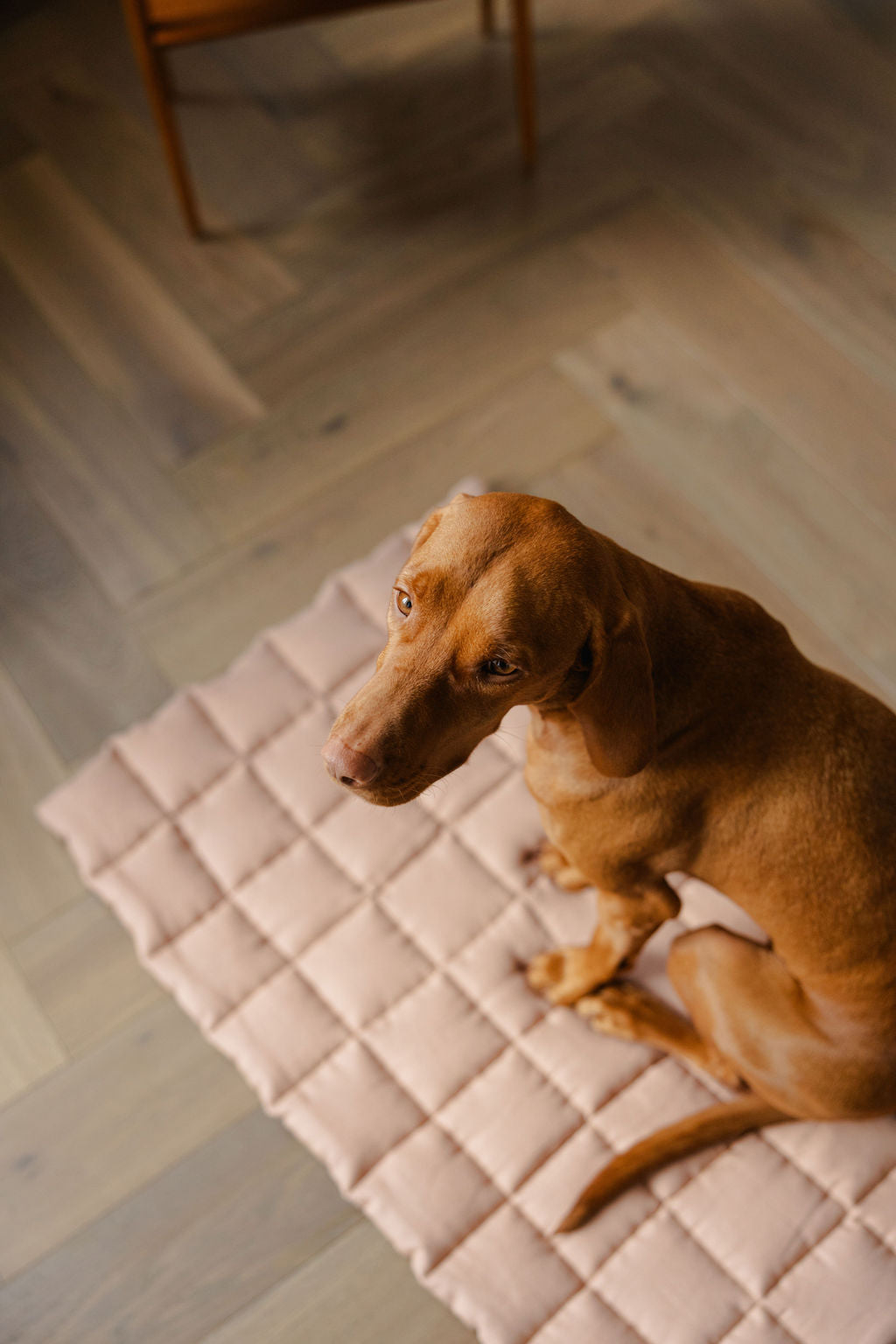 Brown dog sitting on a cushioned stool in a room with wooden flooring.
